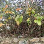 Araujia sericifera Alkat (teljes növény)