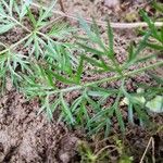 Conopodium majus Leaf