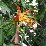 Adansonia za Flower