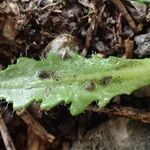 Arabis scabra Folio