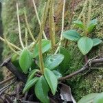 Peperomia glabella Blomma