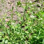 Capsella bursa-pastoris Fruit