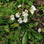 Euphrasia alpinaFlor