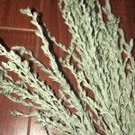 Artemisia frigida Blatt