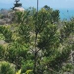 Araucaria cunninghamii Liść