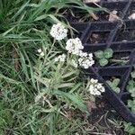 Lobularia maritima Habit