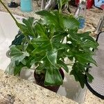 Philodendron xanaduList