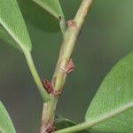 Ficus craterostoma Corteza