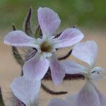Silene gallica Цветок