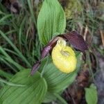 Cypripedium calceolusKukka