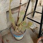 Opuntia microdasys برگ