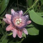 Passiflora laurifolia Цвят