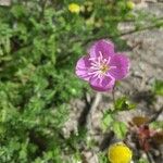 Oenothera roseaFlower