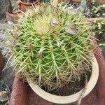 Echinocactus grusonii Агульны выгляд