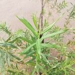 Salix viminalis Hoja