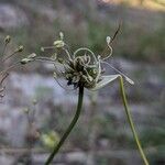 Allium oleraceum 花