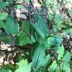 Epipactis helleborine Hostoa