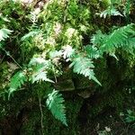 Polypodium interjectum ശീലം