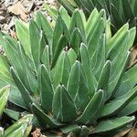 Agave victoriae-reginae Агульны выгляд