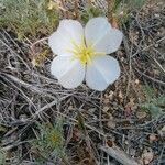 Oenothera albicaulis Çiçek