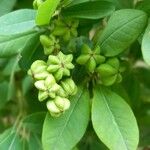 Exochorda racemosa Fruto