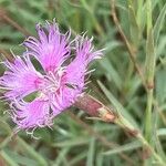 Dianthus hyssopifolius Flor
