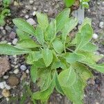 Lepidium latifoliumLeaf