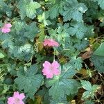 Geranium × oxonianum Flower