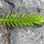 Achillea odorata Лист