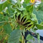 Helianthus giganteus Flor