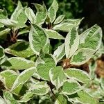 Cornus alba Blatt