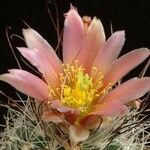 Sclerocactus