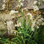 Nothoscordum gracile Habitus