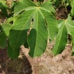 Jatropha gossypiifolia Folha