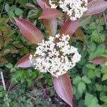 Photinia fraseriফুল