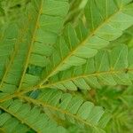 Albizia adianthifolia 葉