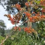 Erythrina poeppigiana Цвят