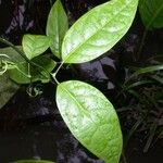 Anemopaegma chrysoleucum autre