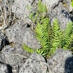 Dryopteris villarii Fulla