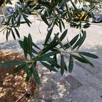 Olea europaeaBlatt