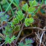 Fumaria officinalis Blatt