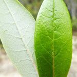 Rhododendron columbianum Hoja