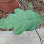 Ficus montana Leaf