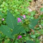 Galeopsis tetrahitBlüte