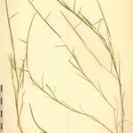 Parapholis filiformis Övriga