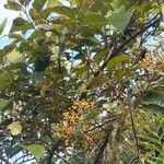 Harungana madagascariensis Hábito