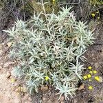 Salvia apiana Leaf