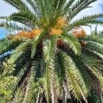 Phoenix canariensis Хабит