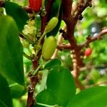 Erythroxylum coca Φρούτο