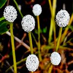 Eriocaulon aquaticumFlower